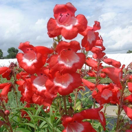 Penstemon "Le phare" - Magnifique en bouquet coupé !