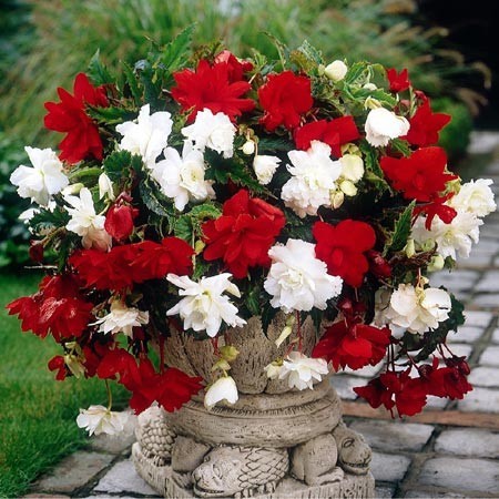 Bégonia "Pendula" - Composée de rouge et de blanc - Exclusivement réservée à la plantation en potée 