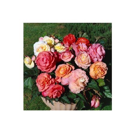 Ces Bégonia "Aromatic" offrent des fleurs doubles aux coloris variés, parfum pénétrant et fruité