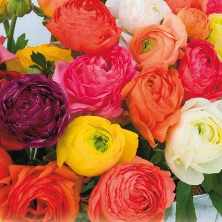 Renoncule "Estrella" variées - Première génération et une qualité de grosses fleurs doubles, exceptionnel pour les bouquets coupés!