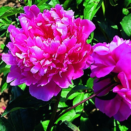 "First Lady" est une Pivoine double rose intense aux pétales découpées.  Ravissant pour les bouqués coupés.