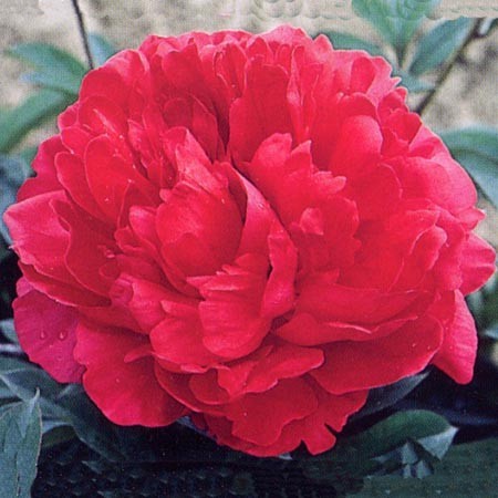Pivoine "Ruth Elisabeth" - Doubles fleurs presque plates et de couleur soutenu très vif à peine teinté groseille. Idéal pour les bouquets coupés.