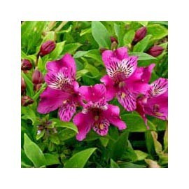 Lis des Incas "Montsoreau" belle fleur en entonnoir violine, élégante et tenue exceptionnelle de Mai à Oct.