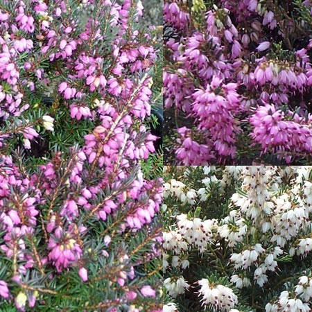 Bruyères 3 assortiments - Idéal en décoration hivernale associées aux Tulipes. Floraison de Déc. à Mai. 6 mois.