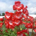 /album/galerie-de-photos-plantes-bouquet-coupe/penstemon-le-phare-jpg/