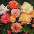 /album/respectonsnosproches-htenorm/begonia-fimbriata-samba-turc-jpg/